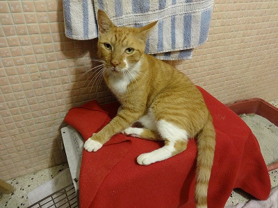 Simba/simba_1131_Js.jpg